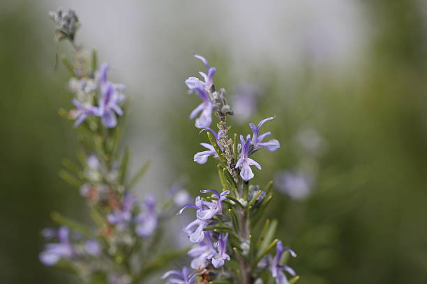 istock Purple flowers background 529118725