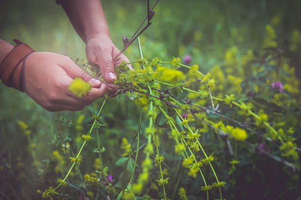 istock Girl picking wildflowers 529118766