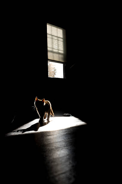istock Kitten playing in a patch of sunlight in silhouette. 529118840