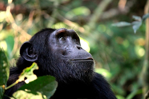 Retrato de un Wild chimpancé común, Kibale bosque, Uganda photo
