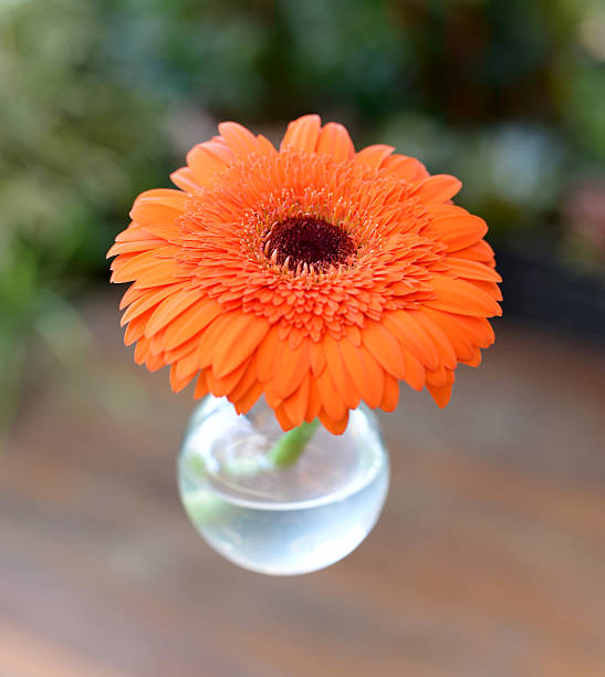 orange dans vases en verre - city of china texas photos et images de collection