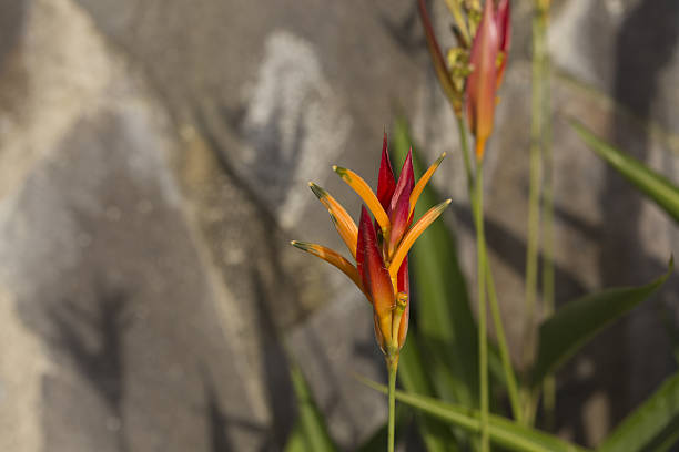 istock Small bird of Paradise 529119397