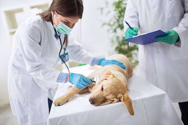 istock Teamwork veterinarian examining the dog 529120258