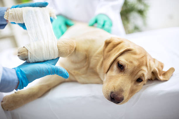 슬프다 labrator, 브로컨 신체부위 - doctor pets portrait animal hospital 뉴스 사진 이미지