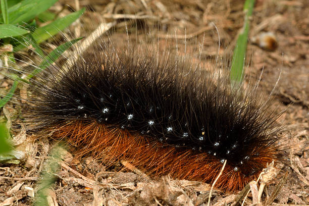 istock Garden tiger (Arctia box) caterpiller 529121244