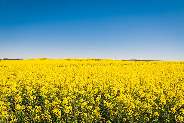 istock Yellow meadow under blue sky with clouds 529121360