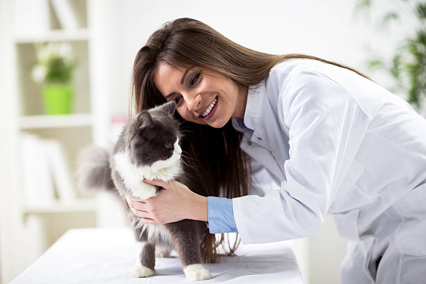 istock Persian cat with veterinarian doctor 529121362
