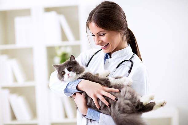 istock Happy smiling vet with patient 529121566