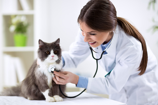 Gato persa con veterinario médico photo