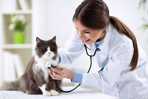 Persian cat with veterinarian doctor Persian cat with veterinarian doctor at vet clinic animal hospital stock pictures, royalty-free photos & images