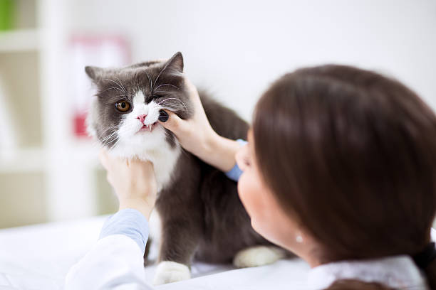 veterinario esaminando i denti di un gatto mentre facendo check-up - animal teeth foto e immagini stock