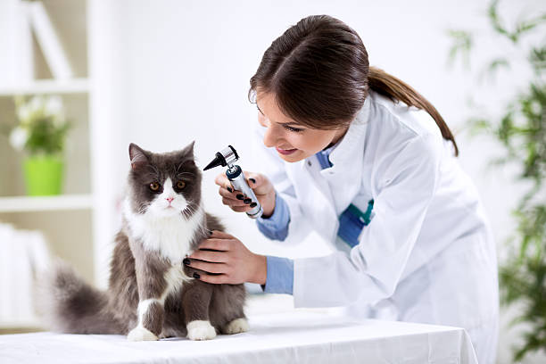 검사 시 수의사 진료실 - doctor pets portrait animal hospital 뉴스 사진 이미지