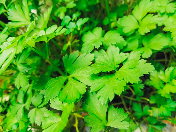 istock Parsley green leaves 529122100