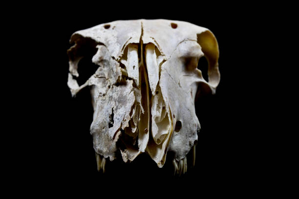 istock Sheep Skull on Black Black Background 529122658