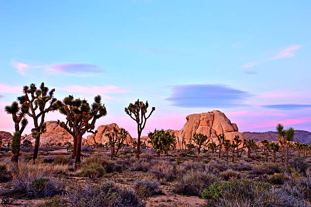 istock Joshua Tree National Park at Sunset, USA 529122804
