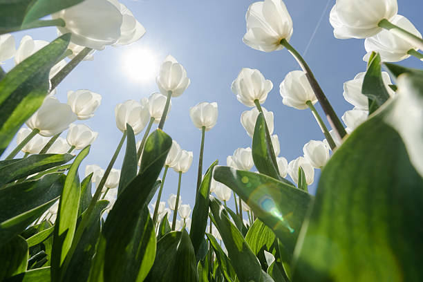 A view looking up from the ground of a colorful tulip field on a sunny day.