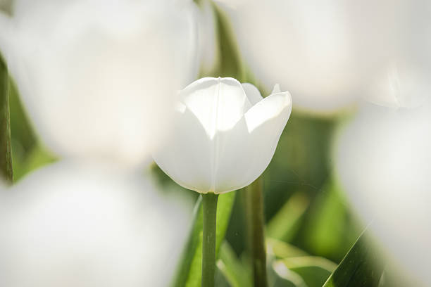 istock White tulip field in Holland 529124012