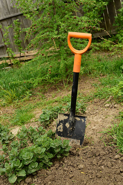istock shovel in the garden 529124436