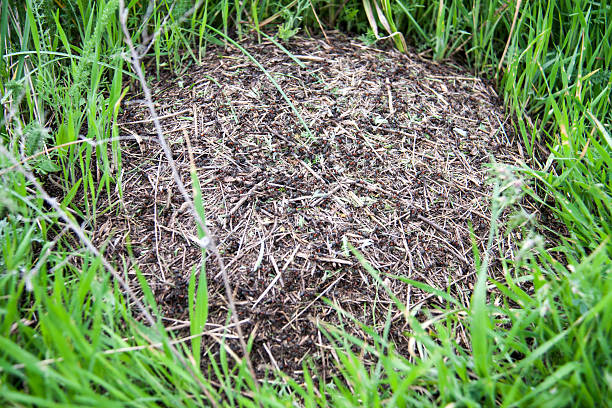 istock ant hill as a background close-up macro in field 529124844