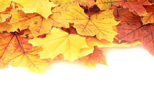 Maple-leaf turned yellow leaves isolated over white as an autumn copyspace background