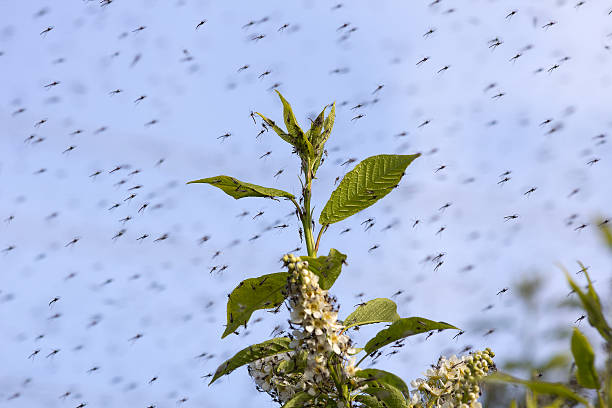mosquitoes Swarm of Mosquitos midge fly stock pictures, royalty-free photos & images