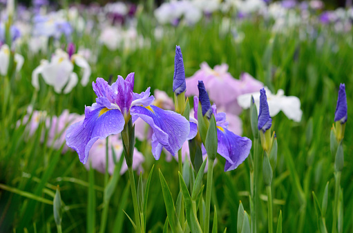 Japanese iris, hana shoubu, Iris ensata