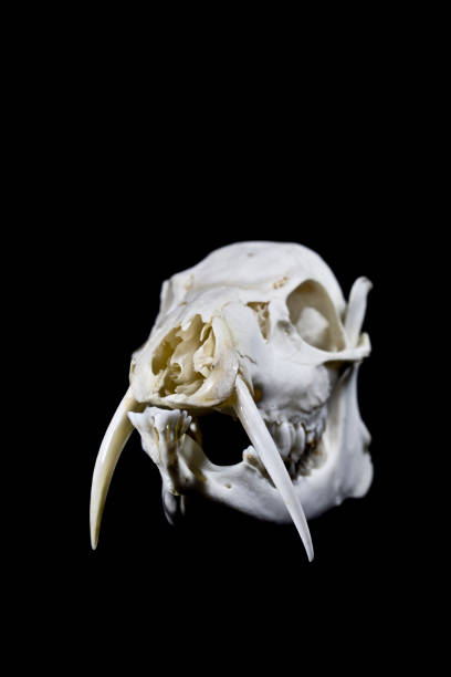 Fanged Water Deer Skull On Black Background Fanged Water Deer Skull On Black Background fanged stock pictures, royalty-free photos & images