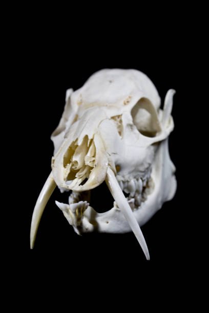 Fanged Water Deer Skull On Black Background Fanged Water Deer Skull On Black Background fanged stock pictures, royalty-free photos & images