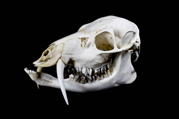 istock Fanged Water Deer Skull On Black Background 529127608