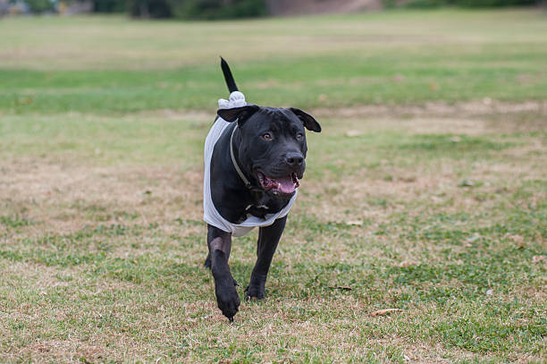 istock Mixed breed puppy at the park 529127832