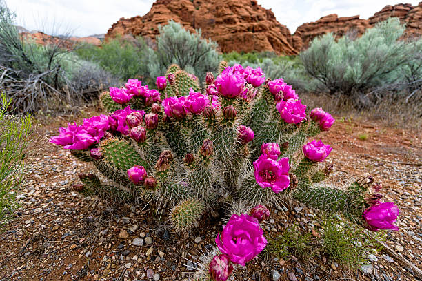 부채선인장 개화기 강설 캐년 - flower desert single flower cactus 뉴스 사진 이미지