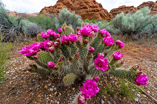 Prickly Pear Cactus in Bloom Snow Canyon - Snow Canyon State Park, Utah USA.  Beautiful pink-magenta flowers in desert environment.