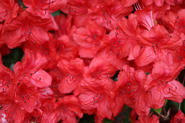istock Carmine red azaleas in Italy 529128330