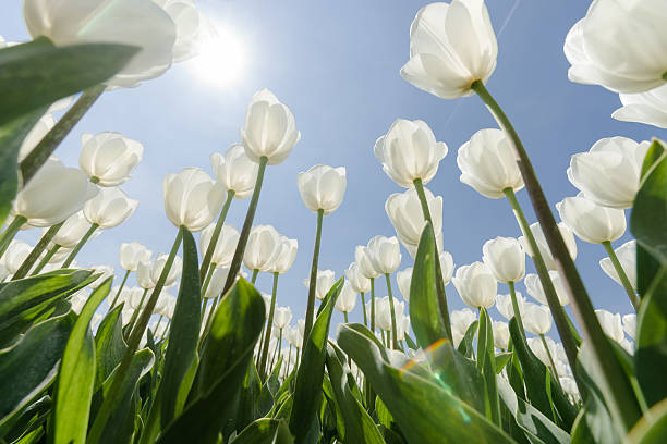 istock Sunny tulip field with white tulips 529128334