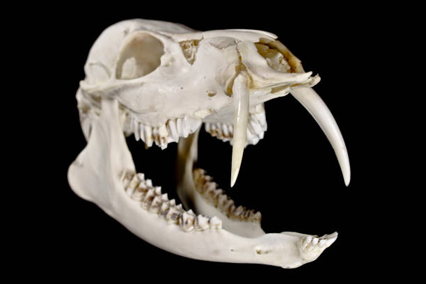 istock Fanged Water Deer Skull On Black Background 529128524