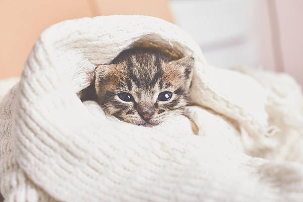 istock kitty on the wrapped in cloth 529128614