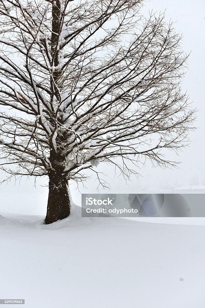 Heavy Snowstorm covered tree Tree in white Heavy Snowstorm winter of the Korea Agricultural Field Stock Photo