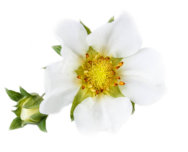 istock Strawberry flower closeup isolated on a white background 529129202