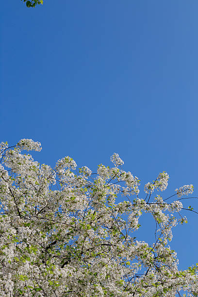 istock Springtime. Blooming cherry branch and shovel 529129204