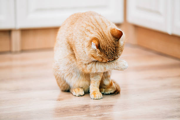 istock Peaceful Orange Red Tabby Cat Male Kitten Lick Washes Itself 529129335