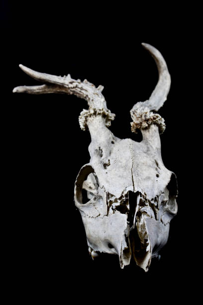 istock Deer Skull with Odd Antlers 529129470