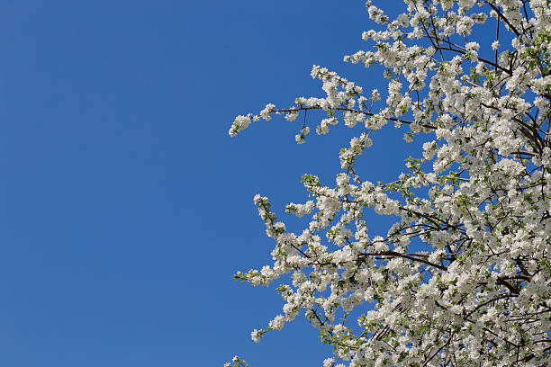 istock Springtime. Blooming cherry branch and shovel 529129616