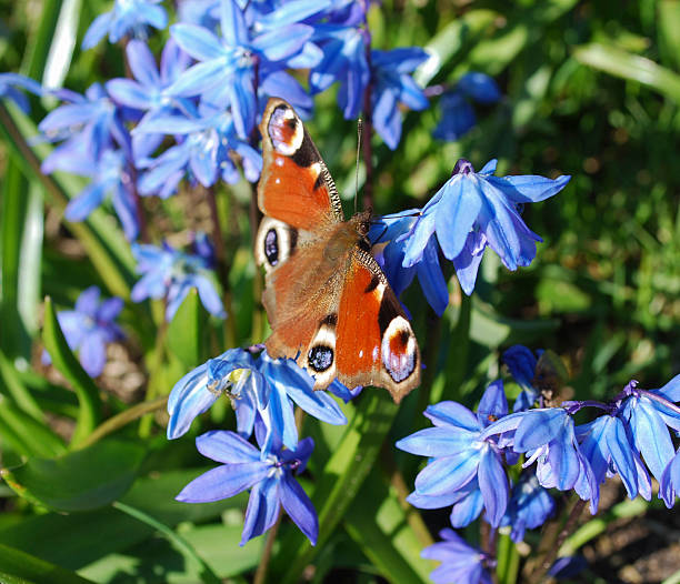 The European Peacock (more commonly known simply as the Peacock butterfly) on blue Scilla siberica flowers. Classified as the only member of the genus Inachis.