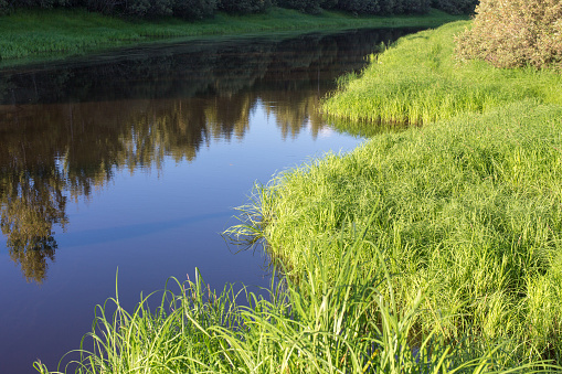 little river in a swampy area with thick grass along the banks