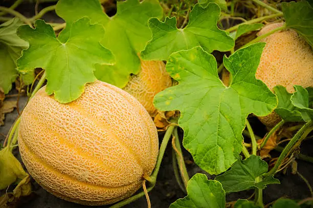 Cantaloupe in a garden.