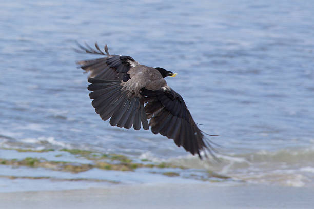 istock raven over the sea 529130268