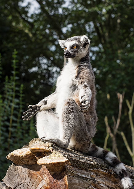 One Ring-tailed lemur (Lemur catta) is heated stock photo