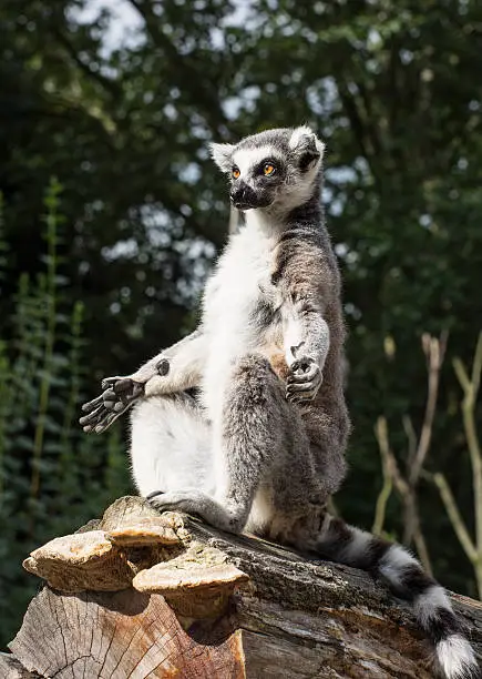 Photo of One Ring-tailed lemur (Lemur catta) is heated