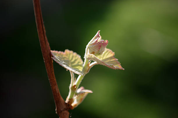 istock Grapes in early spring bud, after rain. 529130602