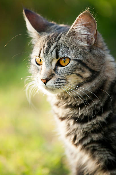 istock Young cute tabby cat outdoors 529130628